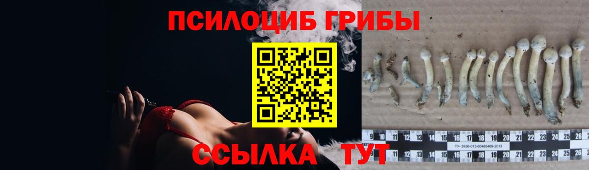 Павловский Посад  Псилоцибиновые грибы Cubensis  Вход с VPN 